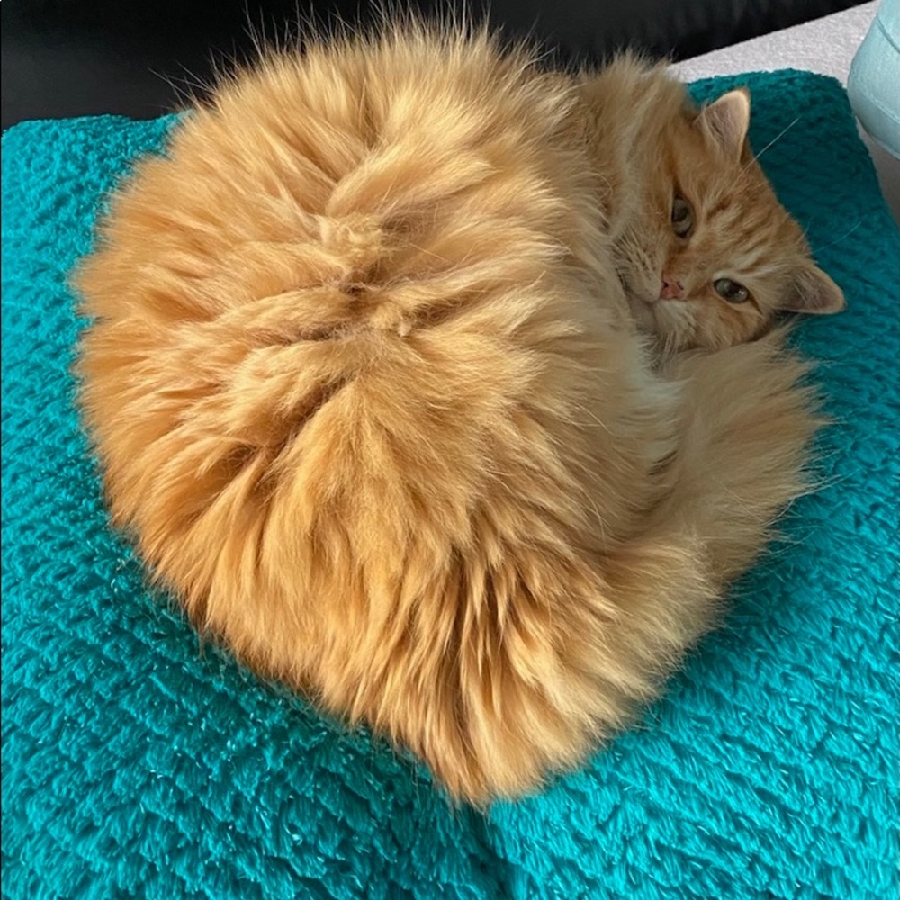 Meet your Posher, Pam